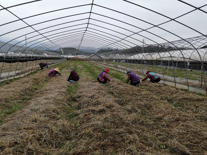 黄山 县区动态 黄山区  2019年底引进的安徽金本草农业发展公司投资的