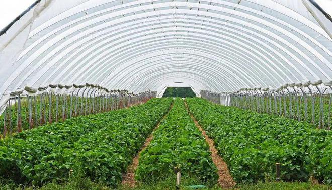 富碳农业:绿色农业新革命;正邦集团:发力预制菜