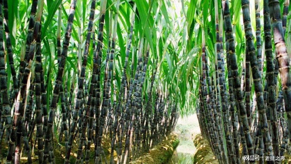 中国是老挝农业第一大投资国 甘蔗成老挝2020年出口量最大农产品